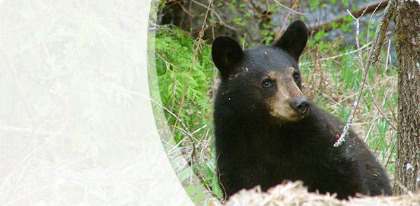 Tips to avoiding encounters or problems with black bears